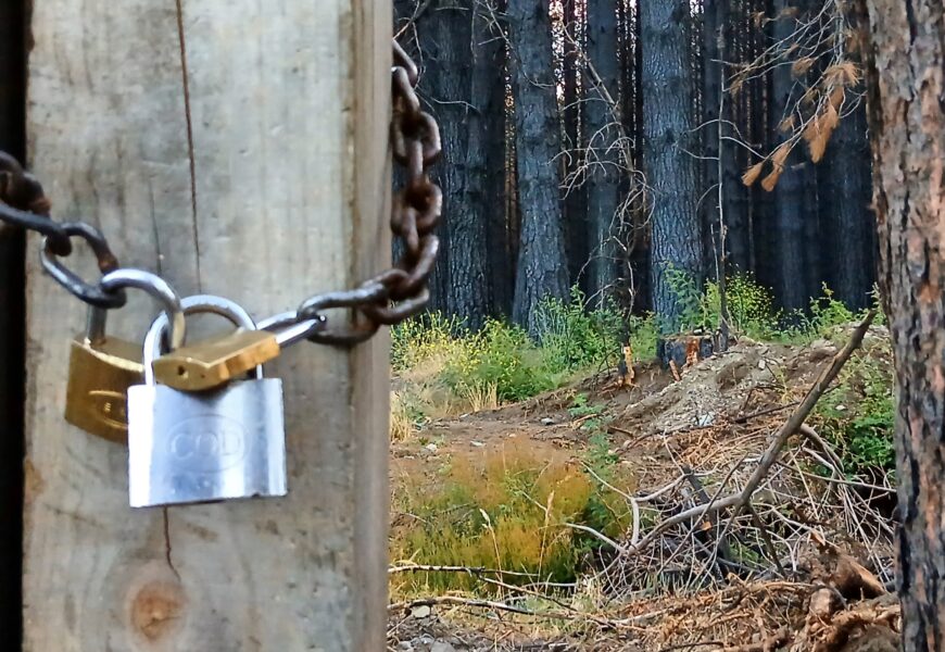 Detalle de candados y cadena que cierran una tranquera. Al fondo se ve un pinar quemado.