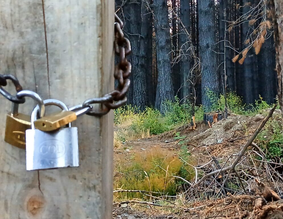 Detalle de candados y cadena que cierran una tranquera. Al fondo se ve un pinar quemado.